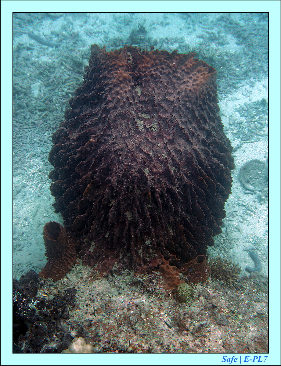 2016 - 07 - Leng Tengah - 015